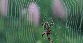 ДНК паутины расскажет о жертвах паука