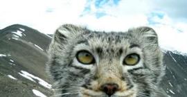 Алтайский кот манул очаровал зарубежную публику