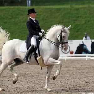 Конкурс лошадиной красоты: в Барнауле выбирают лучшего рысака