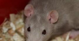 Пользователи соцсетей пожалели изгнанную из дома крысу (видео)