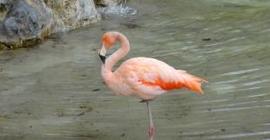 Ученые выяснили, зачем фламинго стоят на одной ноге