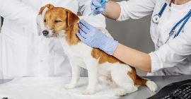 Противораковая вакцина для собак увеличивает время выживания почти в два раза